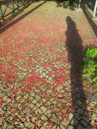 Shadow of woman with flowers on tree