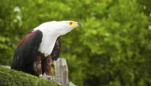 Bird perching on a tree