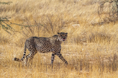 Cheetah walking on field