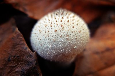 Close-up of mushroom growing outdoors