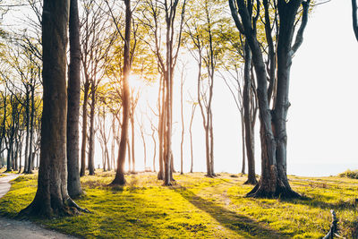 Scenic view of trees on landscape against sky