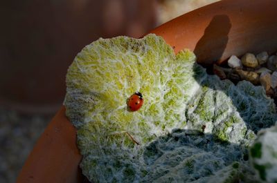 Close-up of ladybug on hand