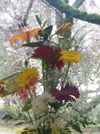 Close-up of flowers blooming on tree