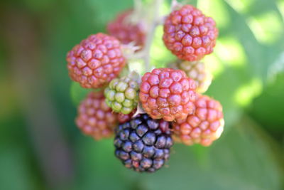 Close-up of raspberries on tree