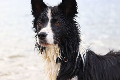 Close-up portrait of dog on beach