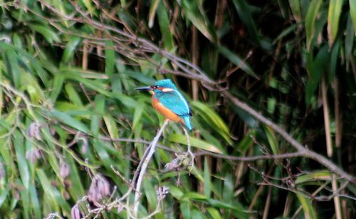 Bird perching on white background