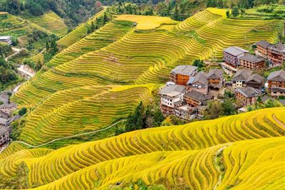 Scenic view of agricultural field against clear sky