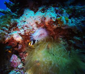 Close-up of multi colored underwater