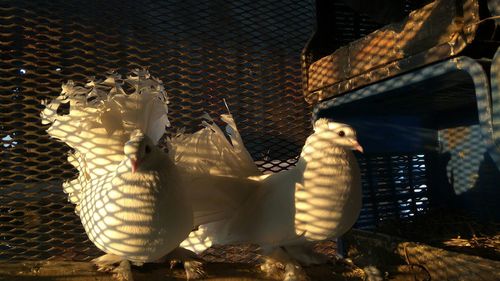 Close-up of birds in basket