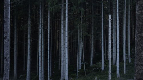 View of trees in forest