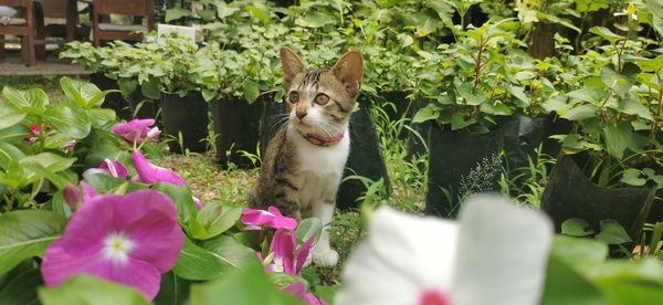 View of cat amidst plants