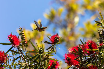 Bird in flight