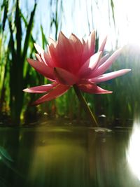 Close-up of pink water lily