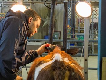 Man cutting hair of cow by illuminated lights in room