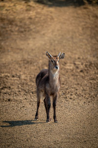 Young male common waterbuck standing on slope