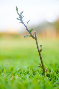 Close-up of grass on field