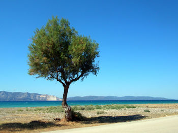 Tree on landscape against clear blue sky