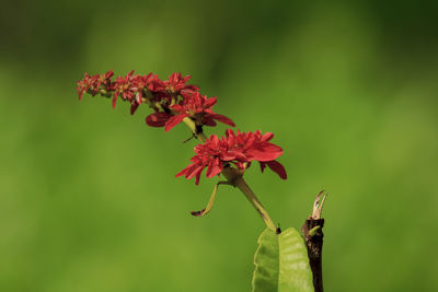 Close-up of red flowering plant