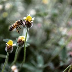 Close-up of bee on yellow flower