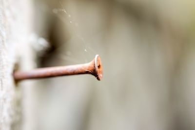 Close-up of rusty nail mounted in wood