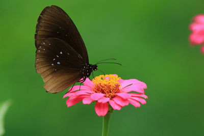 Close-up of butterfly pollinating on pink flower