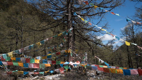 Multi colored umbrellas hanging on bare tree against sky