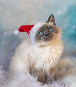 Close-up portrait of a cat