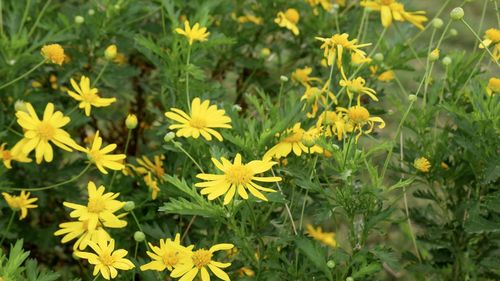 Close-up of yellow flowering plants on field