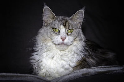 Close-up portrait of cat relaxing on black background