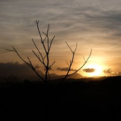Silhouette bare tree on field against romantic sky at sunset