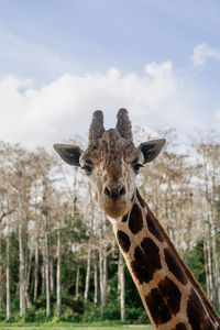 Portrait of giraffe