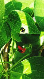 High angle view of bee on plant