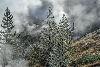 Pine trees in forest during foggy weather