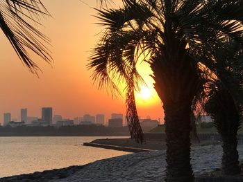 Silhouette of trees at seaside during sunset