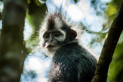 Thomas leaf monkey in the jungle of north sumatr