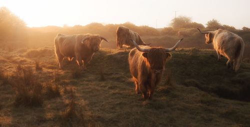 Highland cow