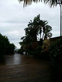 Palm trees on footpath against cloudy sky