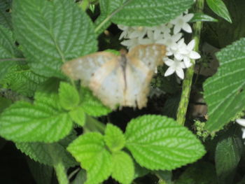 High angle view of insect on leaves