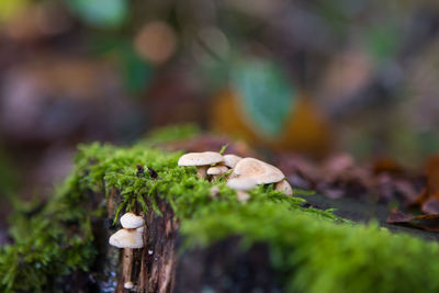 Close-up of mushrooms on tree