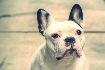 Close-up portrait of dog