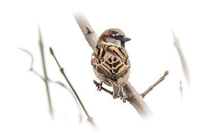 Low angle view of bird perching on branch