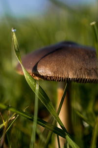 Close-up of mushroom