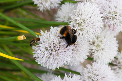 Close-up of bee on purple flower