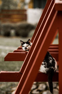 Portrait of cat on bridge