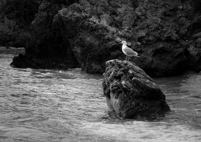 Bird perching on rock by river