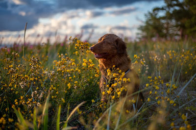 Close-up of a dog on field