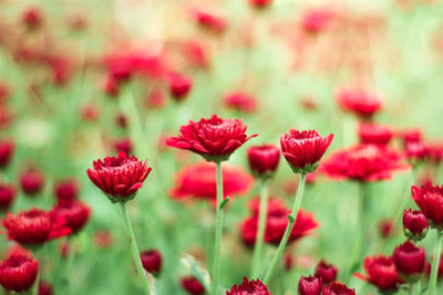 Close-up of red flowering plants on field