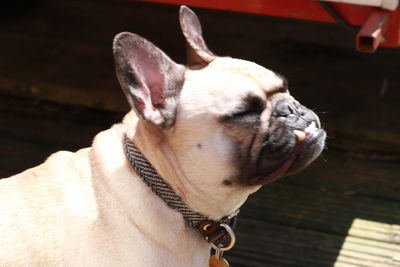 pet
