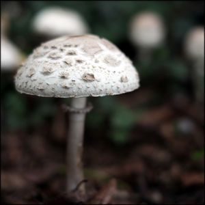 Close-up of mushrooms