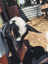 High angle view of person with dog